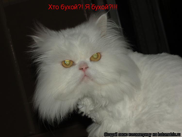 Хто бухой?! Я бухой?!!!... Котоматрица: Хто бухой?! Я бухой?!!!