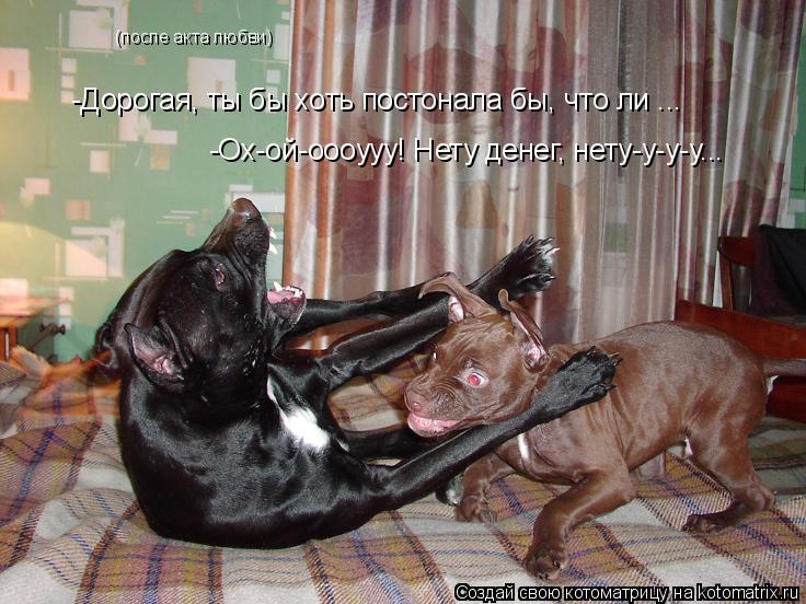 Котоматрица: (после акта любви) -Дорогая, ты бы хоть постонала бы, что ли ... -Ох-ой-оооууу! Нету денег, нету-у-у-у...