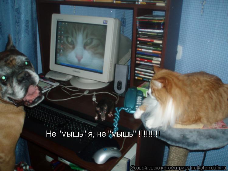 Не "мышь" я, не "мышь" !!!!!!!!!... Котоматрица: Не "мышь" я, не "мышь" !!!!!!!!!