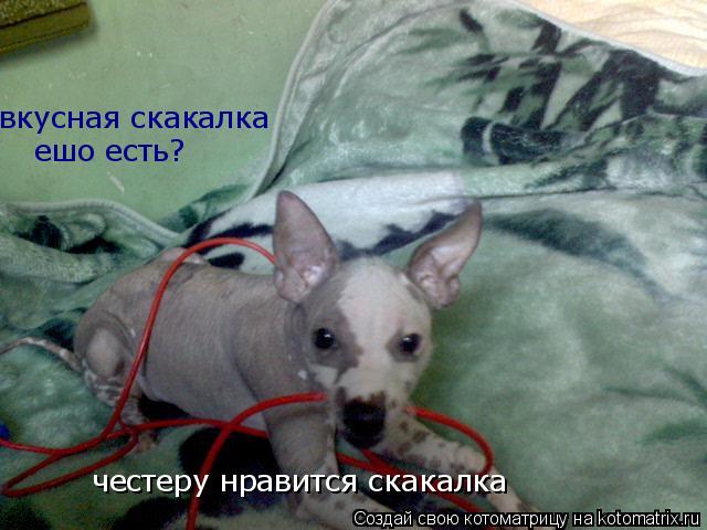 Котоматрица: вкусная скакалка честеру нравится скакалка ешо есть?