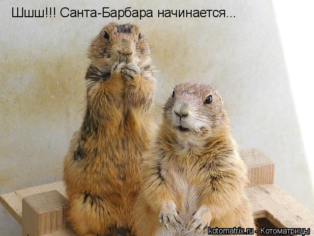 Шшш!!! Санта-Барбара начинается...... Котоматрица: Шшш!!! Санта-Барбара начинается...
