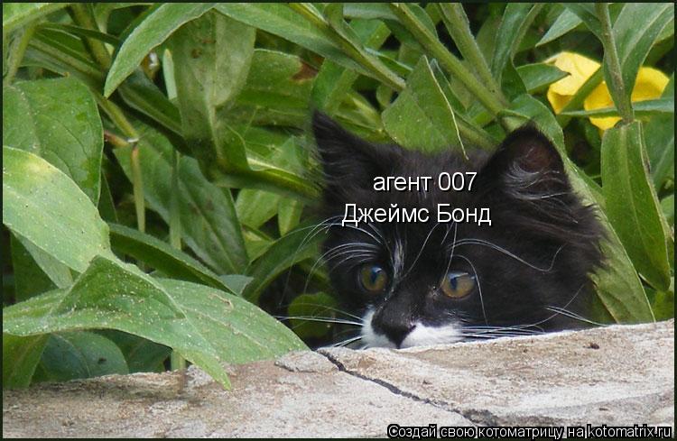агент 007 Джеймс Бонд... Котоматрица: агент 007 Джеймс Бонд