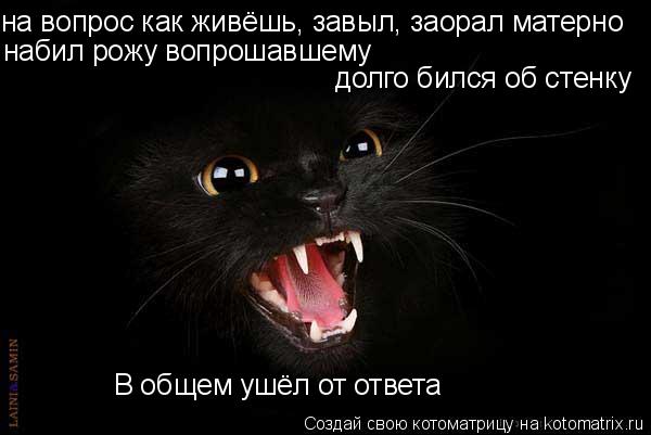 Котоматрица: на вопрос как живёшь, завыл, заорал матерно набил рожу вопрошавшему В общем ушёл от ответа долго бился об стенку
