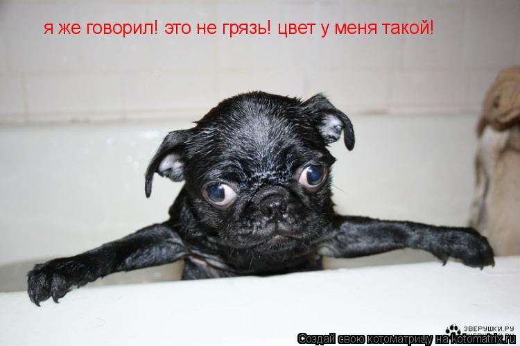 я же говорил! это не грязь! цвет у меня такой!... Котоматрица: я же говорил! это не грязь! цвет у меня такой!