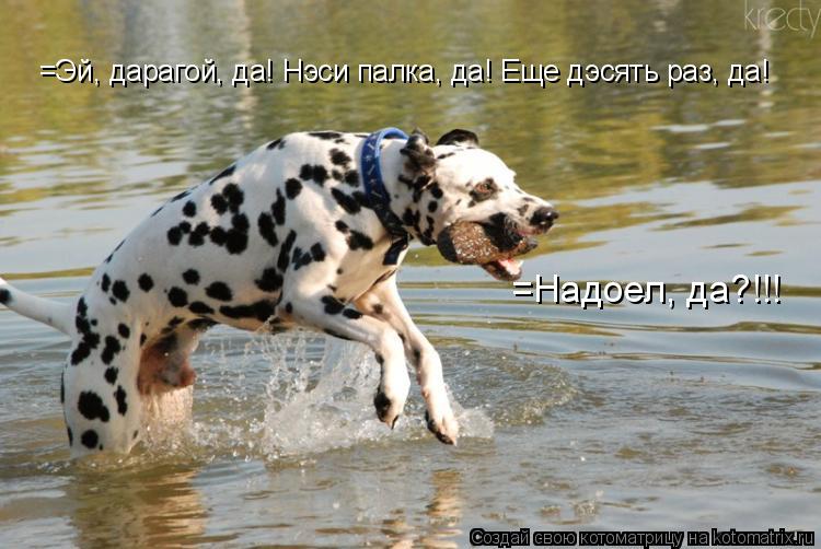 =Эй, дарагой, да! Нэси палка, да! Еще дэсять раз, да! =Надоел, да?!!!... Котоматрица: =Эй, дарагой, да! Нэси палка, да! Еще дэсять раз, да! =Надоел, да?!!!