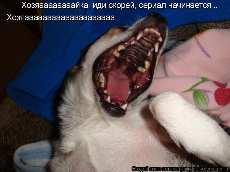 Хозяаааааааайка, иди скорей, сериал начинается... Хозяаааааааайка, иди скорей, сериал начинается... Х... Котоматрица: Хозяаааааааайка, иди скорей, сериал начинается... Хозяаааааааайка, иди скорей, сериал начинается... Хозяаааааааааааааааааааа