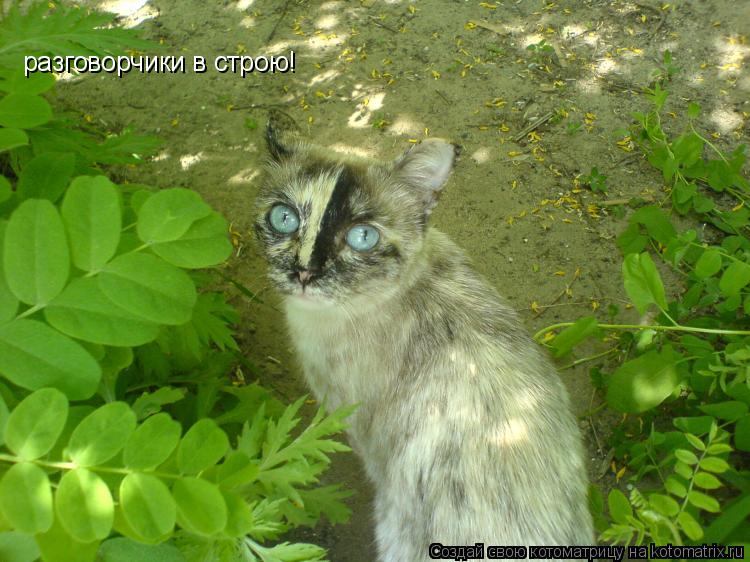 Котоматрица: разговорчики в строю!