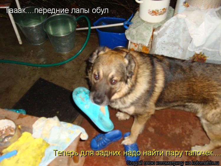Котоматрица: Тааак....передние лапы обул Теперь для задних надо найти пару тапочек....