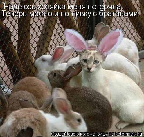 Надеюсь хозяйка меня потеряла.... Теперь можно и по пивку с братанами... Котоматрица: Надеюсь хозяйка меня потеряла.... Теперь можно и по пивку с братанами
