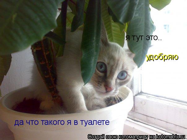 я тут это.. удобряю да что такого я в туалете... Котоматрица: я тут это.. удобряю да что такого я в туалете