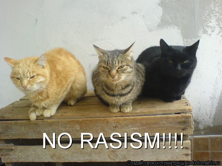 NO RASISM!!!!... Котоматрица: NO RASISM!!!!