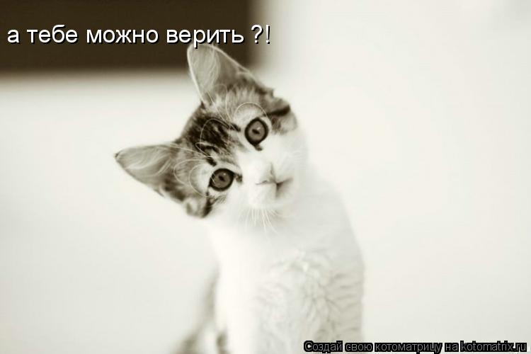 Котоматрица: а тебе можно верить ?!
