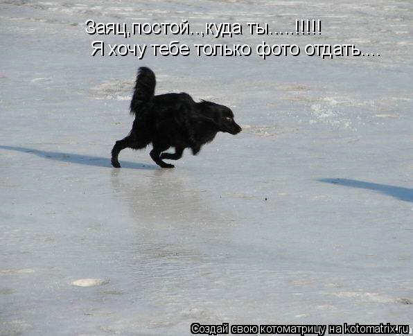 Заяц,постой..,куда ты.....!!!!! Я хочу тебе только фото отдать....... Котоматрица: Заяц,постой..,куда ты.....!!!!! Я хочу тебе только фото отдать....