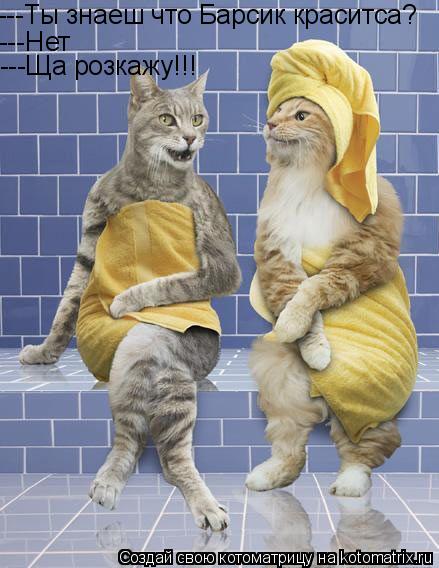 ---Ты знаеш что Барсик краситса? ---Нет ---Ща розкажу!!!... Котоматрица: ---Ты знаеш что Барсик краситса? ---Нет ---Ща розкажу!!!