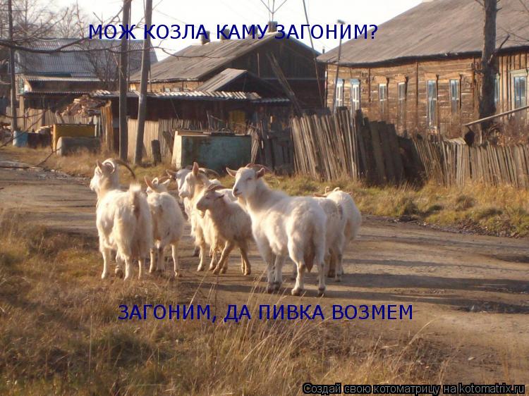 Котоматрица: МОЖ КОЗЛА КАМУ ЗАГОНИМ? ЗАГОНИМ, ДА ПИВКА ВОЗМЕМ