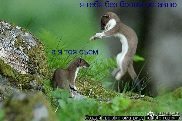 я тебя без бошки оставлю а я тея съем... Котоматрица: я тебя без бошки оставлю а я тея съем