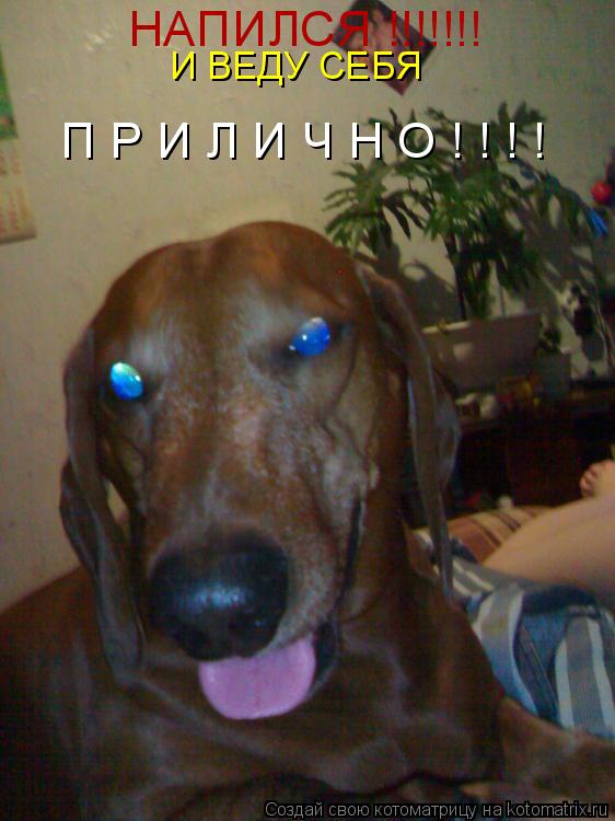 Котоматрица: НАПИЛСЯ !!!!!!! И ВЕДУ СЕБЯ П Р И Л И Ч Н О ! ! ! !