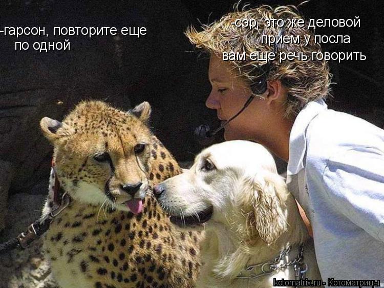 -гарсон, повторите еще по одной -сэр, это же деловой прием у посла вам еще речь говорить... Котоматрица: -гарсон, повторите еще по одной -сэр, это же деловой прием у посла вам еще речь говорить