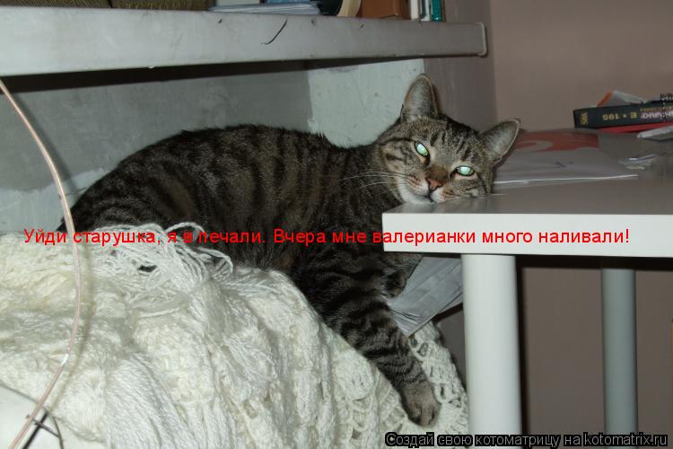 Котоматрица: Уйди старушка, я в печали. Вчера мне валерианки много наливали!