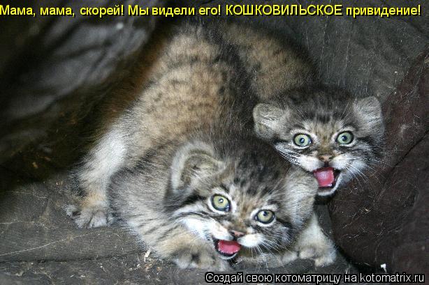 Мама, мама, скорей! Мы видели его! КОШКОВИЛЬСКОЕ привидение!... Котоматрица: Мама, мама, скорей! Мы видели его! КОШКОВИЛЬСКОЕ привидение!