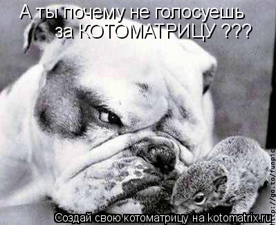 Котоматрица: А ты почему не голосуешь за КОТОМАТРИЦУ ???