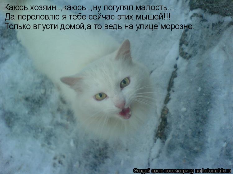 Каюсь,хозяин..,каюсь..,ну погулял малость.... Да переловлю я тебе сейчас этих мышей!!! Только впусти ... Котоматрица: Каюсь,хозяин..,каюсь..,ну погулял малость.... Да переловлю я тебе сейчас этих мышей!!! Только впусти домой,а то ведь на улице морозно.