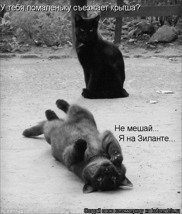 У тебя помаленьку съезжает крыша? Не мешай... Не мешай... Я на Зиланте...... Котоматрица: У тебя помаленьку съезжает крыша? Не мешай... Не мешай... Я на Зиланте...