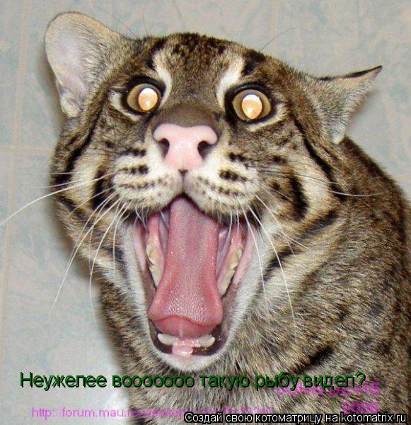 Котоматрица: Неужелее вооооооо такую рыбу видел?
