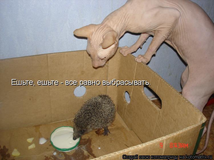 Ешьте, ешьте - все равно выбрасывать.... Котоматрица: Ешьте, ешьте - все равно выбрасывать.