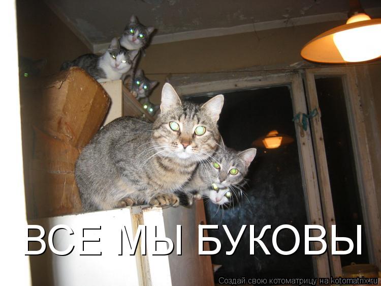ВСЕ МЫ БУКОВЫ... Котоматрица: ВСЕ МЫ БУКОВЫ
