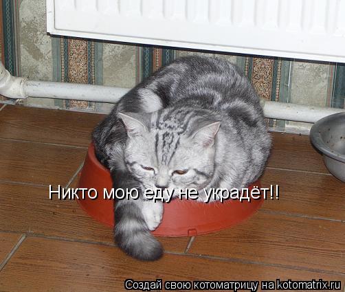 Никто мою еду не украдёт!!... Котоматрица: Никто мою еду не украдёт!!