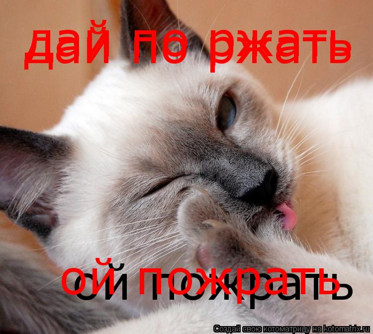 Котоматрица: дай по ржать дай по ржать ой пожрать ой пожрать