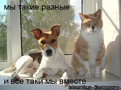 Котоматрица: мы такие разные  и все таки мы вместе