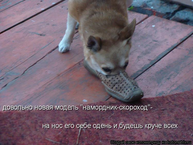 Котоматрица: довольно новая модель "намордник-скороход"- на нос его себе одень и будешь круче всех