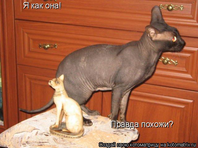 Котоматрица: Я как она! Правда похожи?