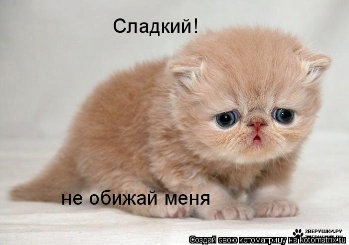Котоматрица: Сладкий!  не обижай меня