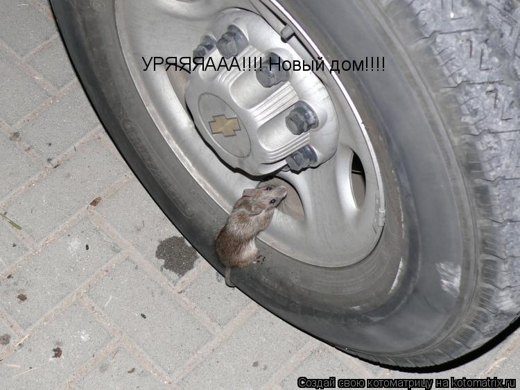 УРЯЯЯААА!!!! Новый дом!!!!... Котоматрица: УРЯЯЯААА!!!! Новый дом!!!!