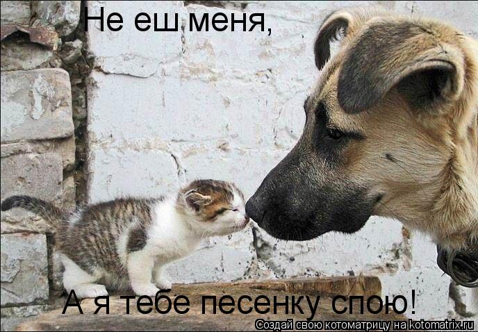 Не еш меня, А я тебе песенку спою!... Котоматрица: Не еш меня, А я тебе песенку спою!