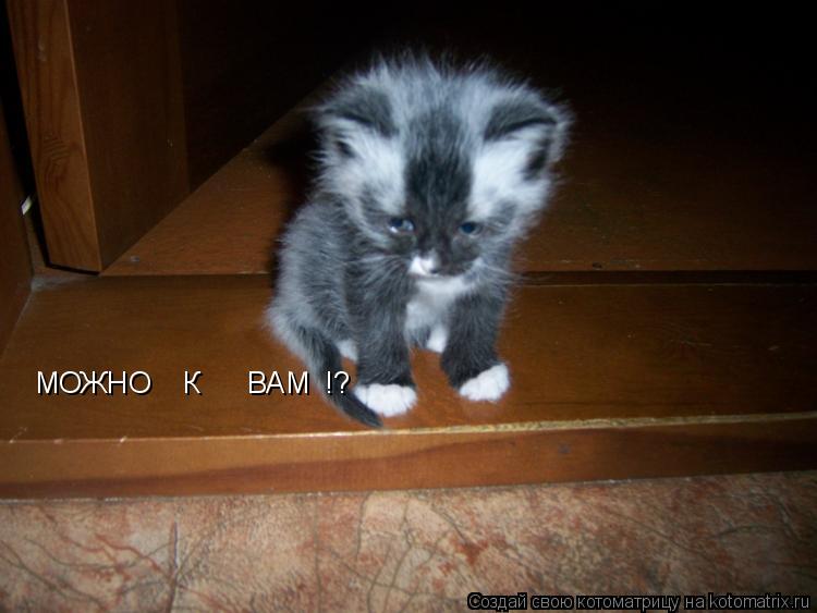 МОЖНО К ВАМ !?... Котоматрица: МОЖНО К ВАМ !?