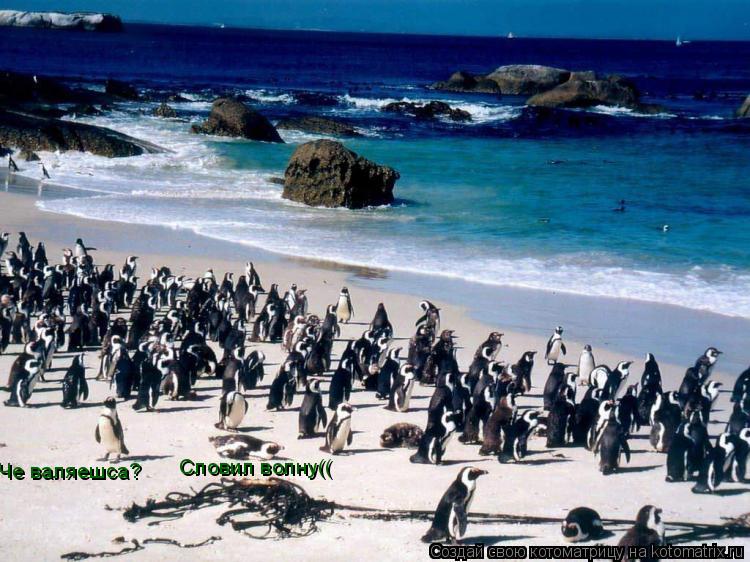 Котоматрица: Че валяешса? Словил волну((