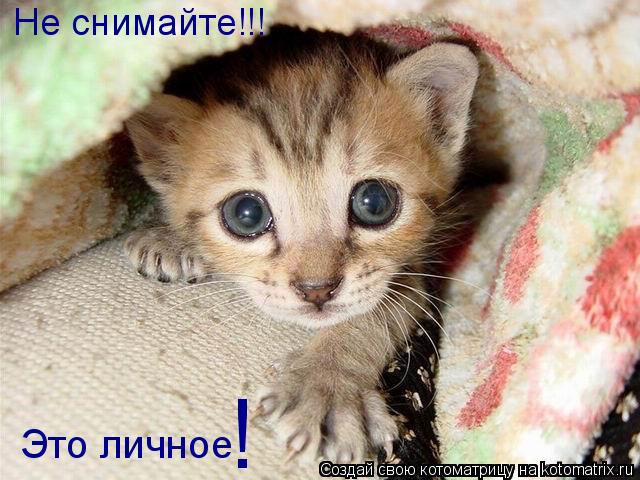 Не снимайте!!! Это личное !... Котоматрица: Не снимайте!!! Это личное !