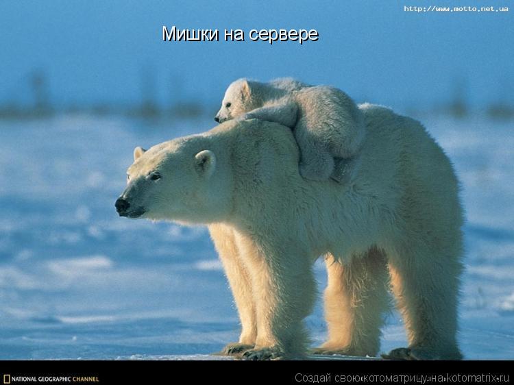 Мишки на сервере... Котоматрица: Мишки на сервере