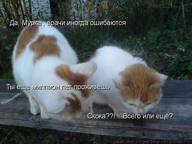 Котоматрица: Да, Мурка , врачи иногда ошибаются Ты ещё миллион лет проживёшь Скока??!....Всего или ещё?