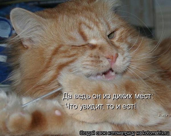 Да ведь он из диких мест: Что увидит, то и ест!... Котоматрица: Да ведь он из диких мест: Что увидит, то и ест!