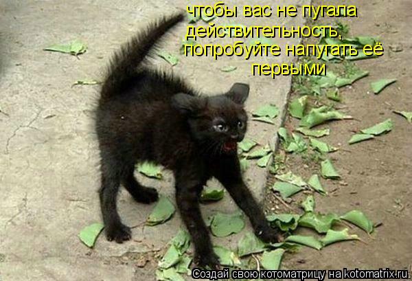 чтобы вас не пугала действительность, попробуйте напугать её первыми... Котоматрица: чтобы вас не пугала действительность, попробуйте напугать её первыми