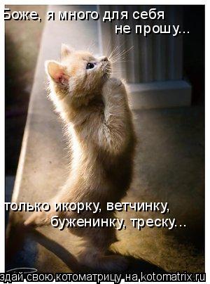 Котоматрица: не прошу... Боже, я много для себя  только икорку, ветчинку, буженинку, треску...