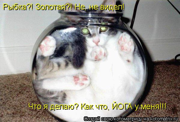 Котоматрица: Рыбка?! Золотая?! Не, не видел! Что я делаю? Как что, ЙОГА у меня!!!
