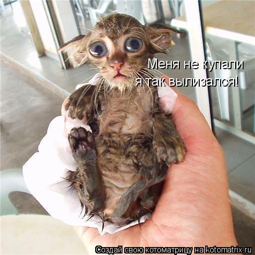 Меня не купали я так вылизался!... Котоматрица: Меня не купали я так вылизался!