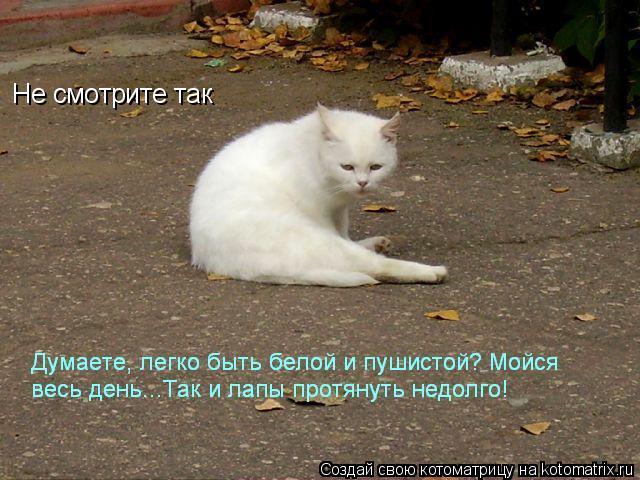 Котоматрица: Не смотрите так