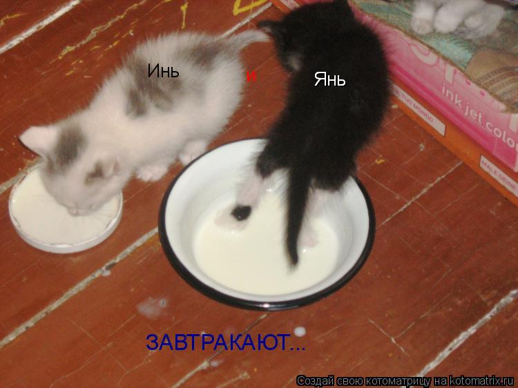 Инь Янь и Янь ЗАВТРАКАЮТ...... Котоматрица: Инь Янь и Янь ЗАВТРАКАЮТ...